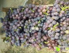 金乡优质葡萄，大量上市了