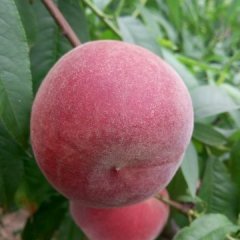 大荔蜜桃绿色无公害范家张百强诚信合作