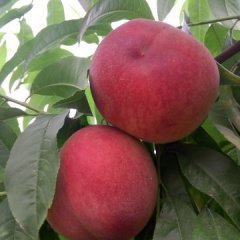 2015大荔蜜桃今年价格有看点