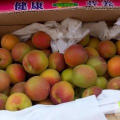 大荔杏子著名品牌范家张百强诚信合作