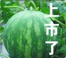 2015年河南开封京欣价格