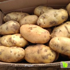 河北新乐荷兰十五土豆口感爽口