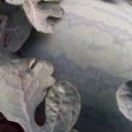 临朐冶源沈强6月花皮无籽西瓜