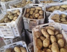 沙镇蔬菜批发基地现在有5百亩土豆急等出售