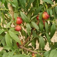 陕西大荔中油5号油桃口感爽口