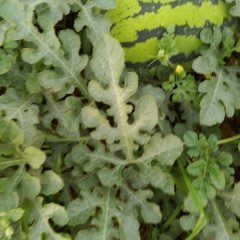 陕西大荔京欣西瓜营养丰富