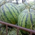 2015钟祥西瓜抓住商机无限