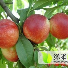 费县油桃口感爽口,薛庄徐龙华诚信合作