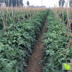 中牟西红柿质量上乘韩寺赵油锤诚信合作