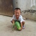 尉氏西瓜品质优良,谢村王铁牛诚信合作