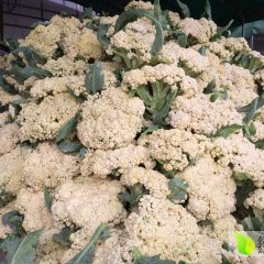 2015沛县菜花现在订货有惊喜