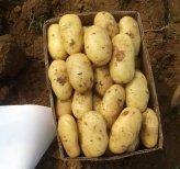 2015南票土豆价格波动不大