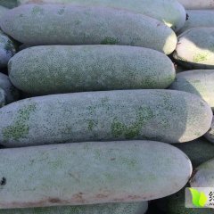 中牟冬瓜著名品种韩寺小蒲诚信合作