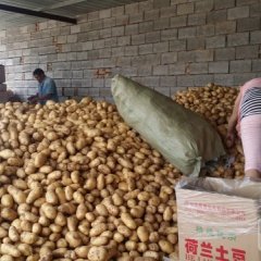 山东肥城荷兰十五土豆随行就市