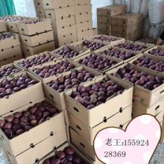 大荔梨营养丰富,老王王选民诚信合作