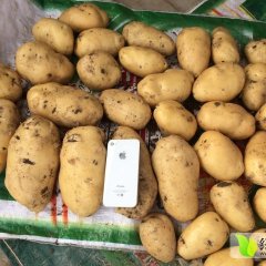 2015平度土豆走过路过不要错过