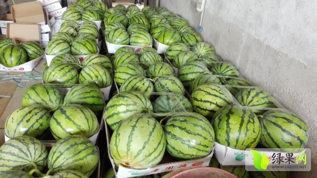 2015年湖南宁乡麒麟西瓜价格