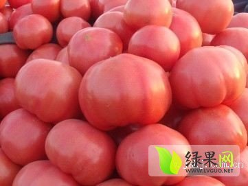 2015年河南中牟硬粉价格