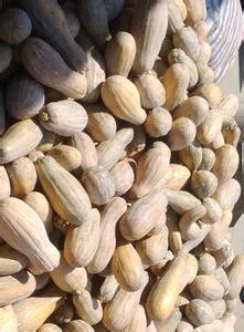 嘉鱼早熟小果，密本南瓜大量上市！