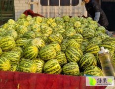 2015莘县甜瓜再不来就没机会了！