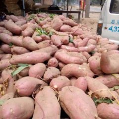 开封县郭庄杨世发6月龙署九号红薯