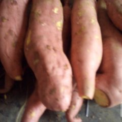 山东邹城龙署九号红薯香甜可口