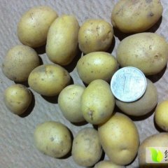 山东肥城荷兰十五土豆