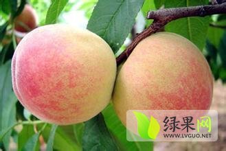 费县蜜桃逐渐升温,上冶英先生诚信合作