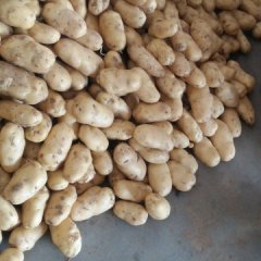 大量土豆上市了