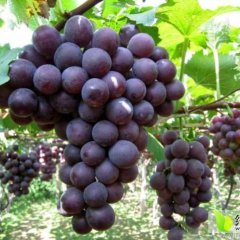 大新广西游杰山6月夏黑葡萄