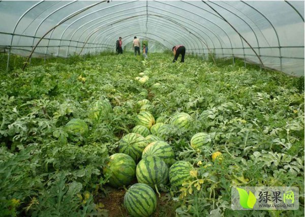 2015沾化西瓜今年价格有看点