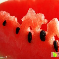 陕西大荔京欣西瓜价格行情平稳