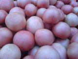 2015年河南中牟维迪价格