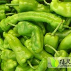 中牟辣椒质量上乘,韩寺韩老板诚信合作