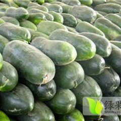 2015中牟冬瓜抓住商机无限