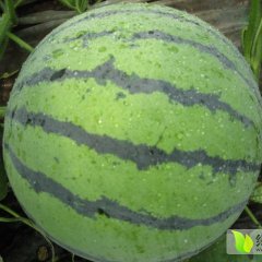 大棚西瓜甜王共获。18841627321。