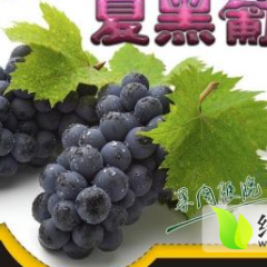 2015大荔葡萄俏销大江南北