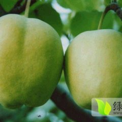 陕西大荔早酥梨火爆招商中