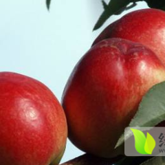 2015大荔油桃抓住商机无限