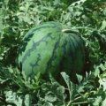 新民西瓜上货量大,柳河杨春诚信合作