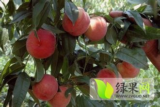 大荔两女老班瓜果6月突围蜜桃