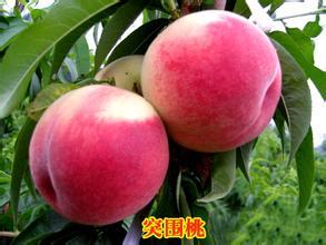 安徽砀山黄桃