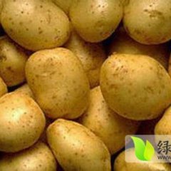 广西桂林供应土豆 现在订货有惊喜