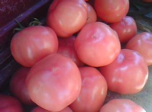 2015中牟西红柿价格波动不大