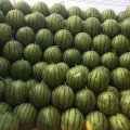 河南西瓜大量上市