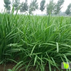 连伯韭菜头刀0.8元/斤