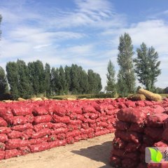 聚焦甘肃洋葱市场