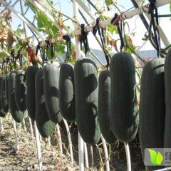 郯城冬瓜营养丰富,红花小马诚信合作