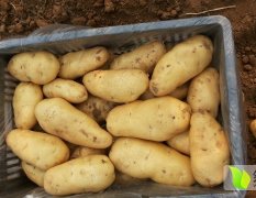 2015岱岳土豆现在订货有惊喜
