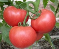 2016宁城西红柿陆续上市了